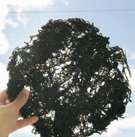 紫菜